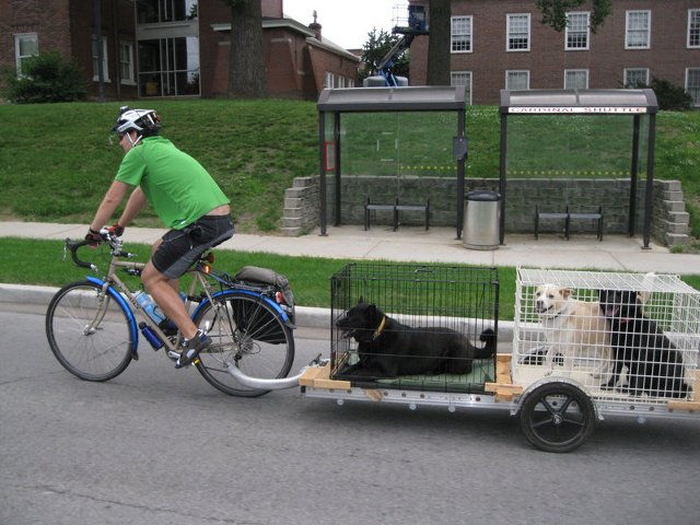 carrying two dogs in kennels on a 96A bicycle trailer